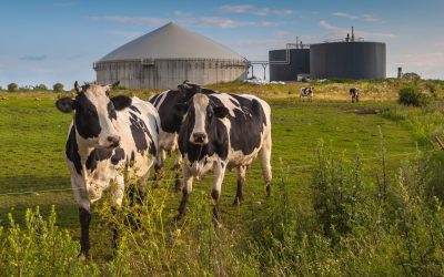 Phosphate circularity: from dairy cow slurry to grassland agronomy